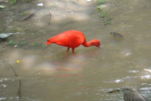 MashaAllah Red Bird